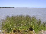 005 Rest Stop At Meningie (Lake Albert) 3