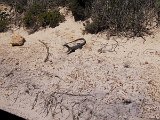 035 Iguana (Kangaroo Island)