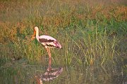IMG_6335