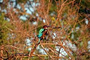 IMG_6337