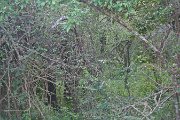 IMG_6338