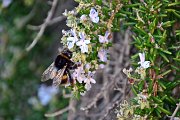 IMG_7075