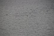 IMG_4621
